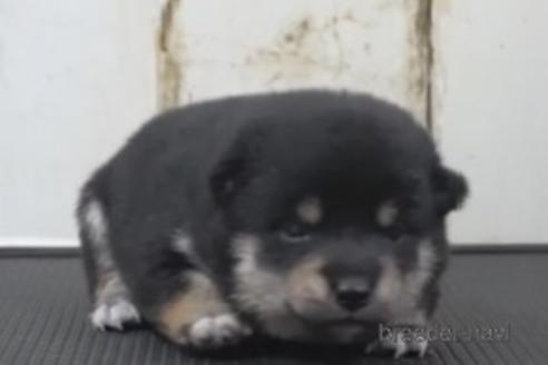 成約済の埼玉県の柴犬-209894